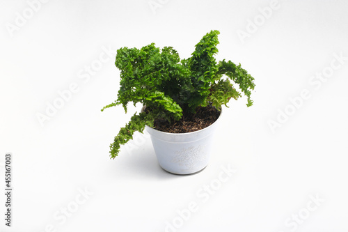 Fern in white pot isolated on white background. Tropical plants stock images. © Jamaludinyusup