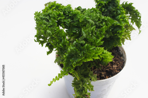 Fern in white pot isolated on white background. Tropical plants stock images.
