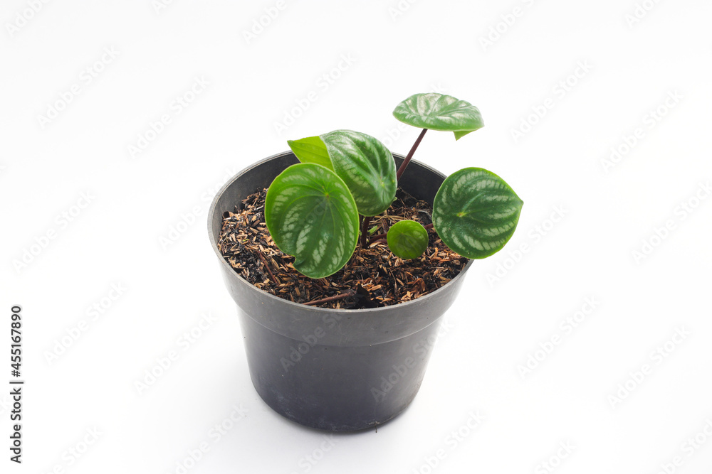 Watermelon peperomia (Peperomia argyreia) with teardrop-shaped green leaves and silver stripes isolated on white background. Tropical houseplant stock images. Watermelon peperomia (Peperomia argyreia) with teardrop-shaped green leaves and silver stripes isolated on white background. Tropical houseplant stock images.