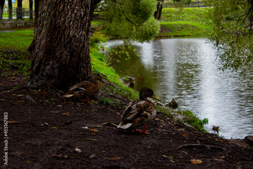 ducks in autumn park