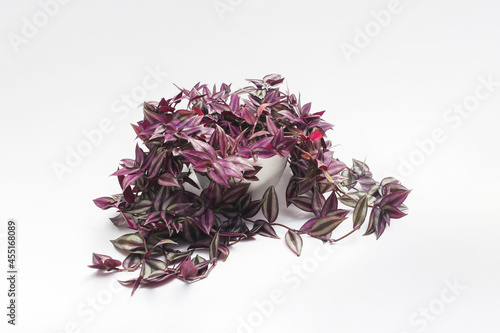 Silver Inch Plant (Tradescantia zebrina) also known as Wandering Jew plant on white pot isolated on white background. Ornamental Houseplant Stock images. photo