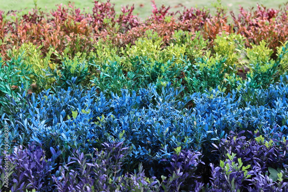 Hedges in a public park painted in the colours of the gay pride flag. Concept lgtb.