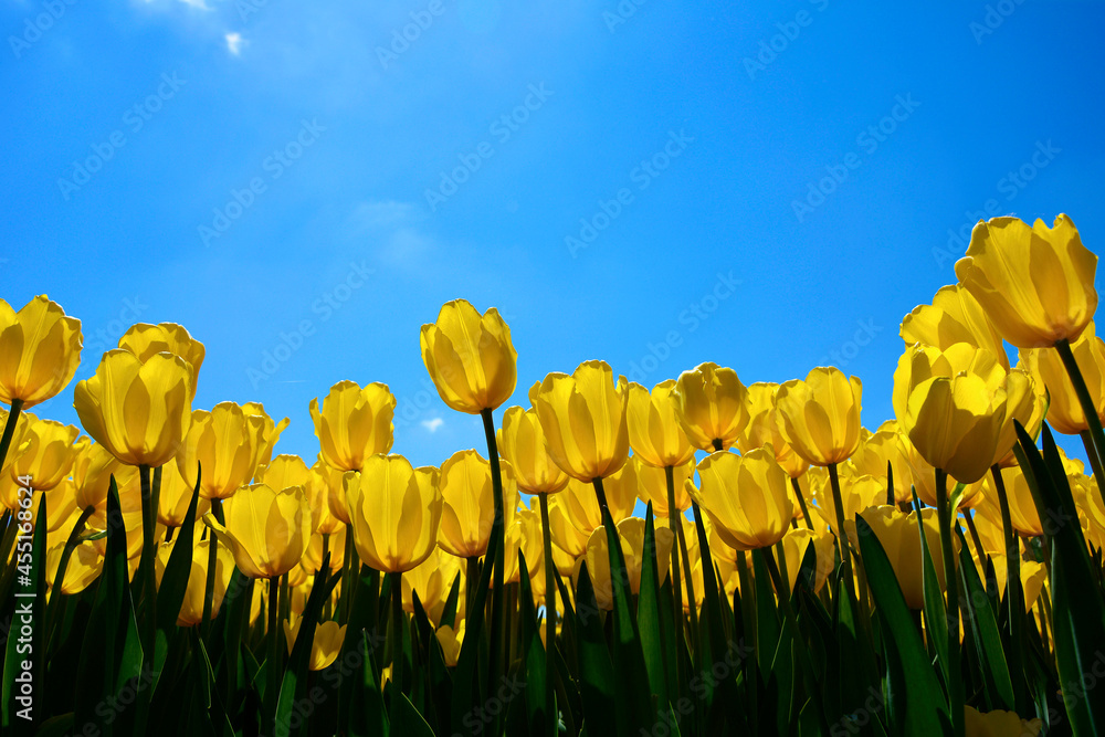 Fototapeta premium żółte tulipany na tle nieba, yellow tulips, tulipa, odmiana yokohama