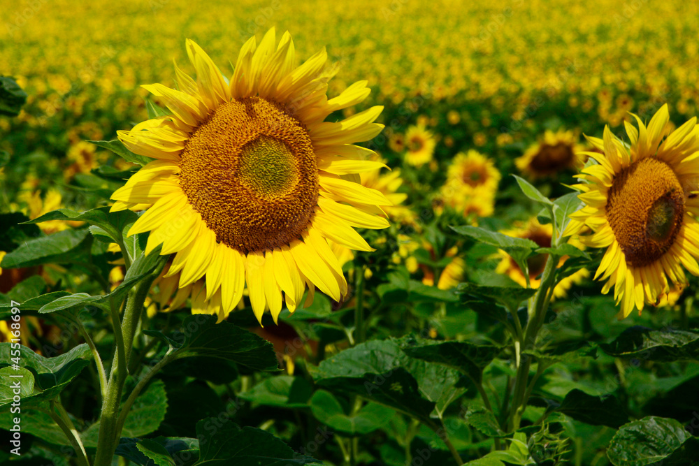 Fototapeta premium słoneczniki, sunflowers