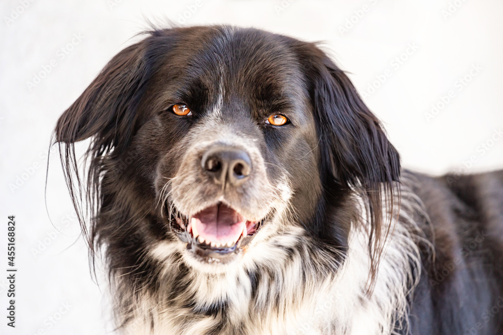 Portrait of a border collie mongrel dog outdoors