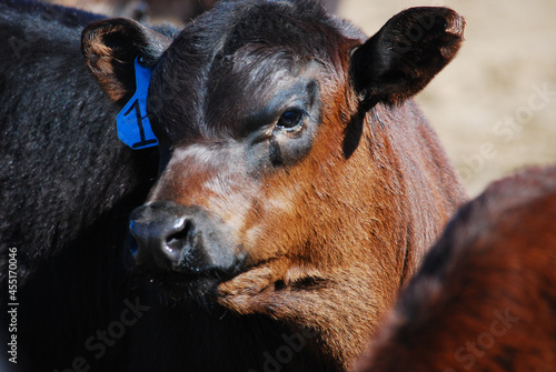 A prime cow at a Nebraska ranch 
