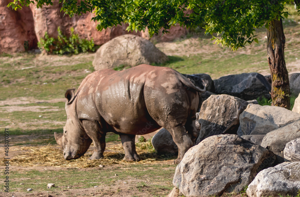 Fototapeta premium rhino in the wild