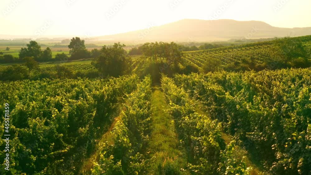 Aerial Drone Shot of Sunny Wineyard at Sunrise. Aerial Drone Shot of Sunny Wineyard at Sunrise.