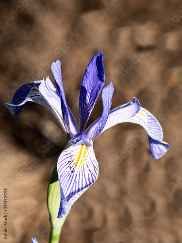 0020 wild iris