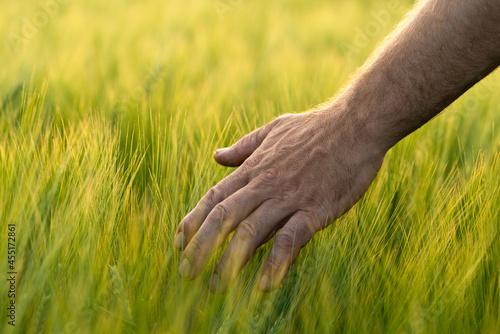 Barley sprouts in a farmer's hand.Farmer Walking Through Field Checking barley Crop