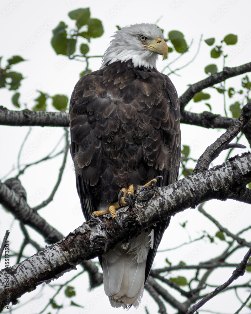 A bald eagle trying to stay dry underneath the leaves of a large poplar tree strikes a majestic pose on a rainy day in Northwest Ontario. A bald eagle trying to stay dry underneath the leaves of a large poplar tree strikes a majestic pose on a rainy day in Northwest Ontario.