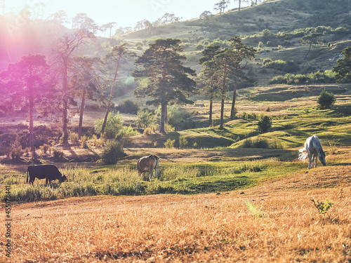 Landscape with horses eating grass 