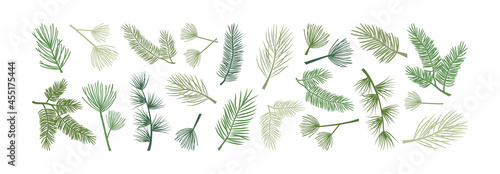 Christmas pine branch and cone, evergreen tree, fir, cedar twig vector icon, winter plants, New Year wood, holiday decoration. Hand drawn illustration