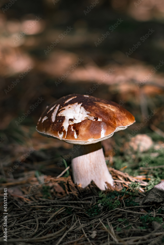 Fototapeta premium Beautiful boletus edulis mushroom in a forest. White mushroom in sunny day.