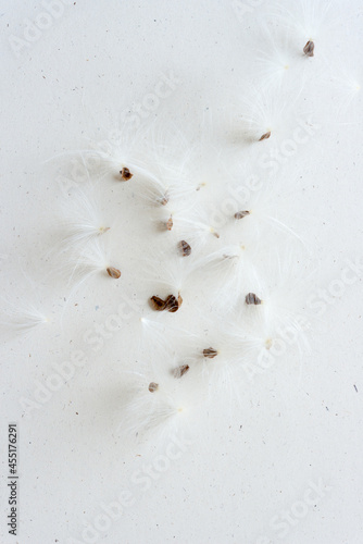 seeds with capitulum on a white background