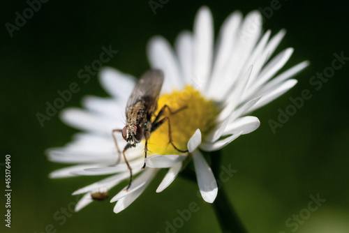 Fotobomb einer Fliege auf einer Blume im Garten. Nahaufnahme mit Blick in die Linse. action im heimischen Garten. Makro Fotografie. 