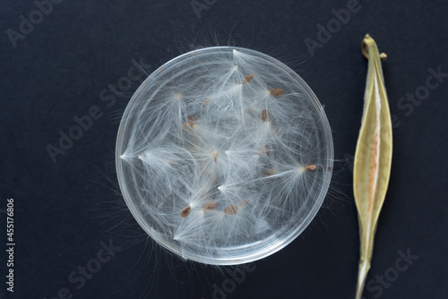seed pods with fuzzy bristles or pappus or white floaties inside a glass bowl 