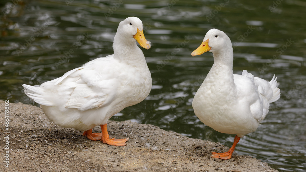Two White Pekin Ducks Perching. Stow Lake, San Francisco, California. Two White Pekin Ducks Perching. Stow Lake, San Francisco, California.