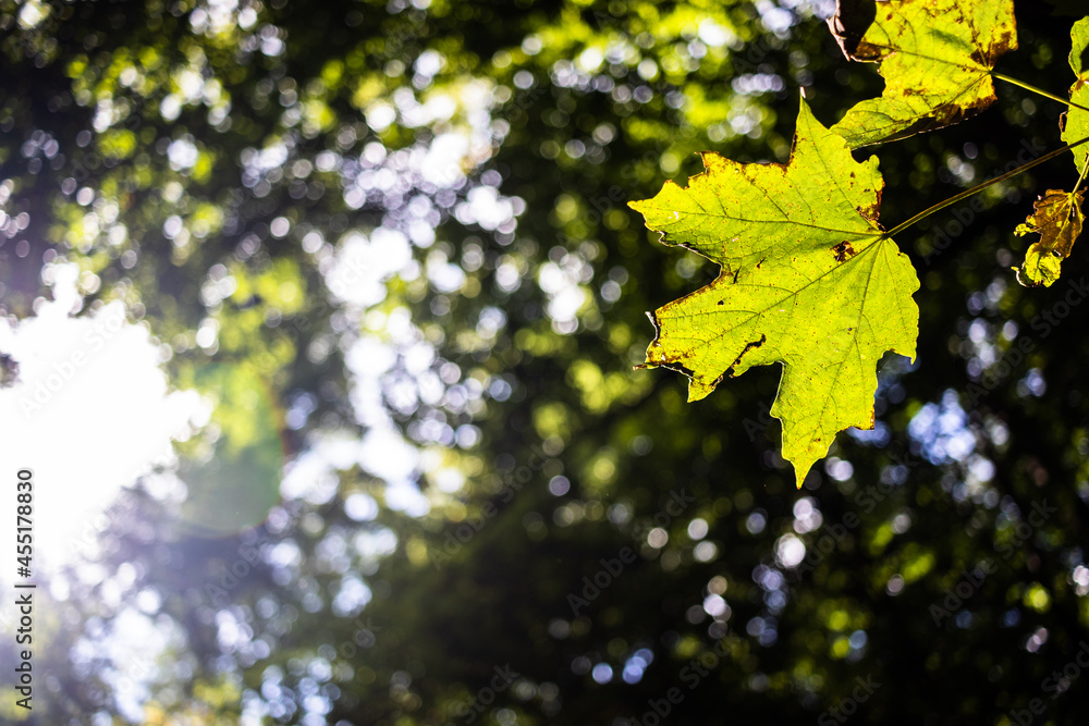 leaves in autumn leaves in autumn