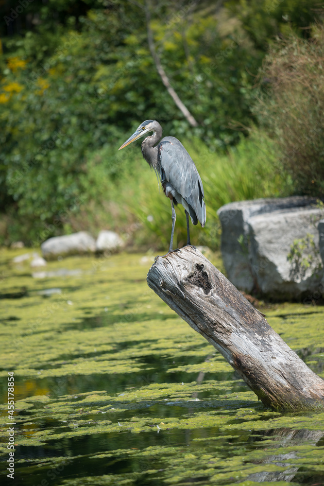 Fototapeta premium great blue heron perched on a log
