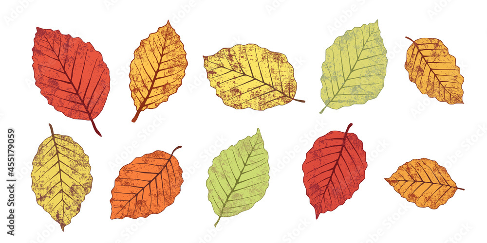 Autumn leaves on a white background, vector illustration