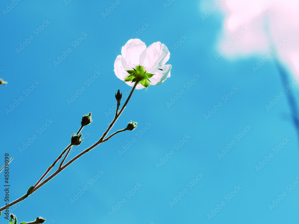 white flowers against sky