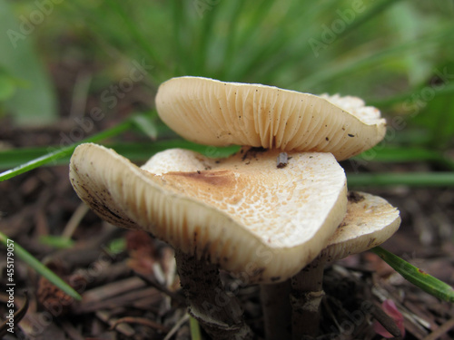 mushrooms in the rain