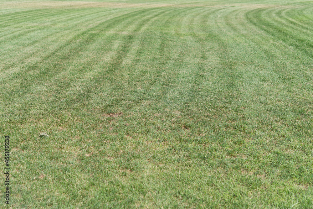 grass, freshly cut