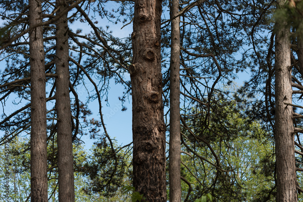 Fototapeta premium pine trees in the park