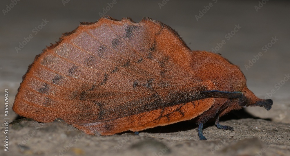 Obraz premium Gastropacha quercifolia in the state of hibernation.