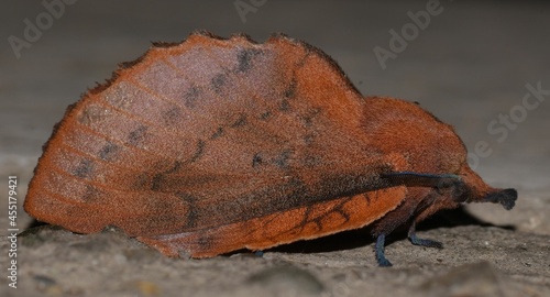 Gastropacha quercifolia in the state of hibernation.