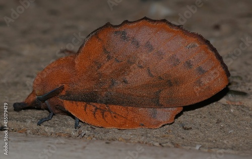 Gastropacha quercifolia moth. photo