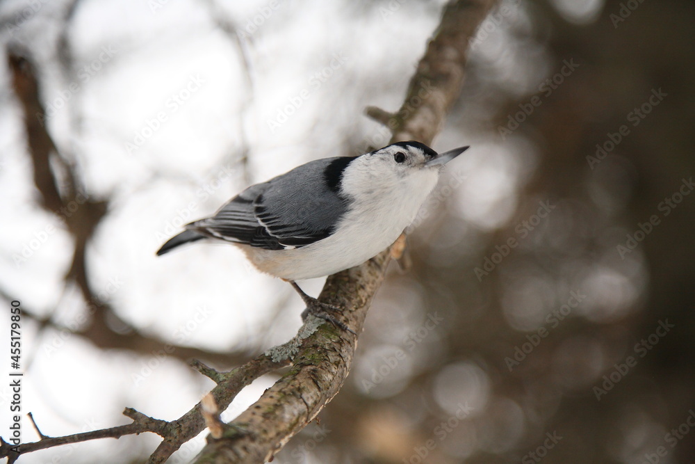 Obraz premium white breasted nuthatch