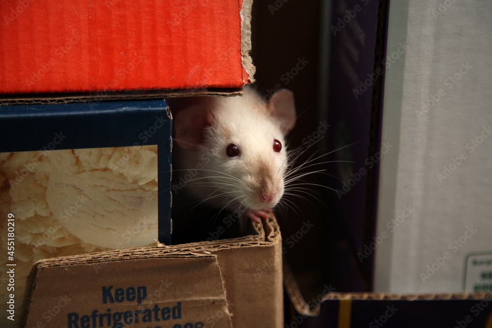 Obraz premium rat in a box