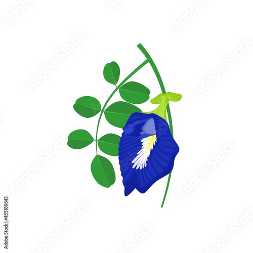 Vector illustration, Shankhpushpi or butterfly pea flower, scientific name (clitoria ternatea), herbal plant in Ayurvedic medicine.