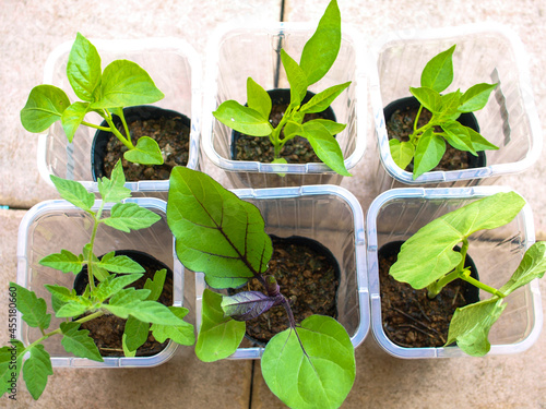 Vegetable seedlings