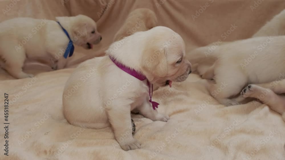 Young yellow labrador puppies dog, 4k Young yellow labrador puppies dog, 4k