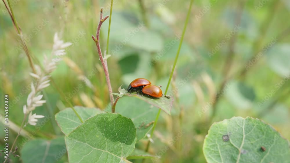 Pair Of Coccinellidae Perched On Leaf On Stem With Bokeh Background In Garden Pair Of Coccinellidae Perched On Leaf On Stem With Bokeh Background In Garden