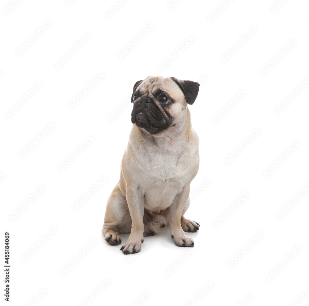 Cute pug dog sitting on white background Cute pug dog sitting on white background