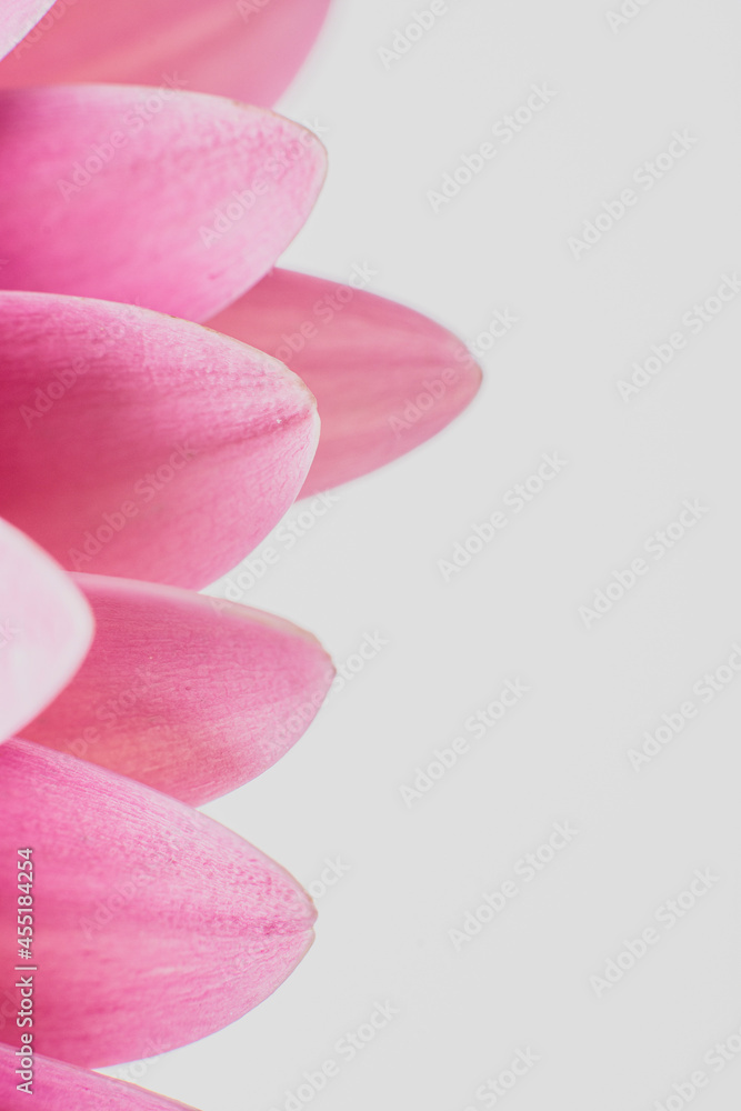 Macrophotography, petals of a gerbera flower, pink. High key. Photography.