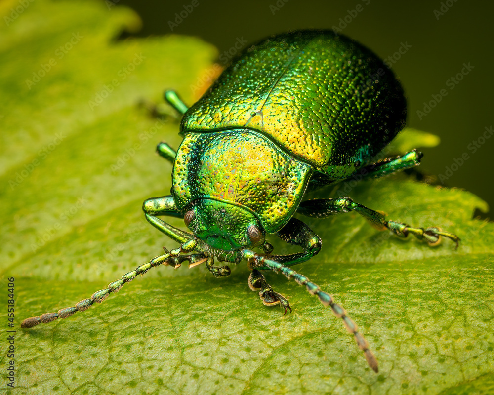 Fototapeta premium Macrophotography of a green beetle on a leaf.