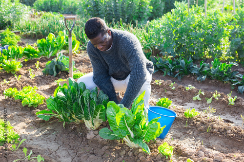 African american male gardener grows organic vegetables checking plants in vegetable garden