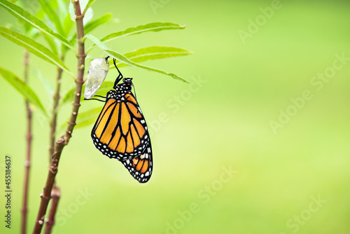 Canvastavla Newly emerged Monarch butterfly (danaus plexippus) and its chrysalis shell hanging on milkweed leaf