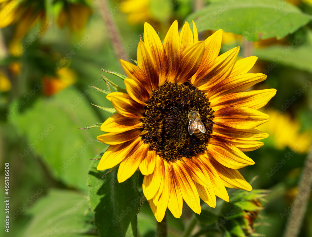 Obraz premium Honey Bee Pollinating a Sunflower
