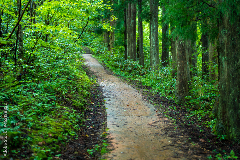 富山県富山市の立山連峰、鍬崎山、大品山、瀬戸蔵山の登山道の風景 A view of the trails in the Tateyama Mountain Range, Mt. Kuwasaki, Mt. Oshina, Mt. Setokura, Toyama city, Toyama prefecture. 富山県富山市の立山連峰、鍬崎山、大品山、瀬戸蔵山の登山道の風景 A view of the trails in the Tateyama Mountain Range, Mt. Kuwasaki, Mt. Oshina, Mt. Setokura, Toyama city, Toyama prefecture.
