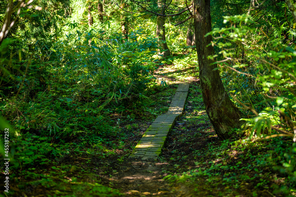 Obraz premium 富山県富山市の立山連峰、鍬崎山、大品山、瀬戸蔵山の登山道の風景 A view of the trails in the Tateyama Mountain Range, Mt. Kuwasaki, Mt. Oshina, Mt. Setokura, Toyama city, Toyama prefecture. 
