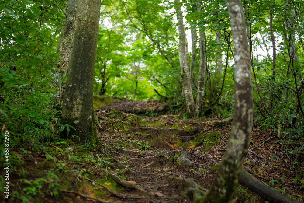 富山県富山市の立山連峰、鍬崎山、大品山、瀬戸蔵山の登山道の風景 A view of the trails in the Tateyama Mountain Range, Mt. Kuwasaki, Mt. Oshina, Mt. Setokura, Toyama city, Toyama prefecture. 富山県富山市の立山連峰、鍬崎山、大品山、瀬戸蔵山の登山道の風景 A view of the trails in the Tateyama Mountain Range, Mt. Kuwasaki, Mt. Oshina, Mt. Setokura, Toyama city, Toyama prefecture.
