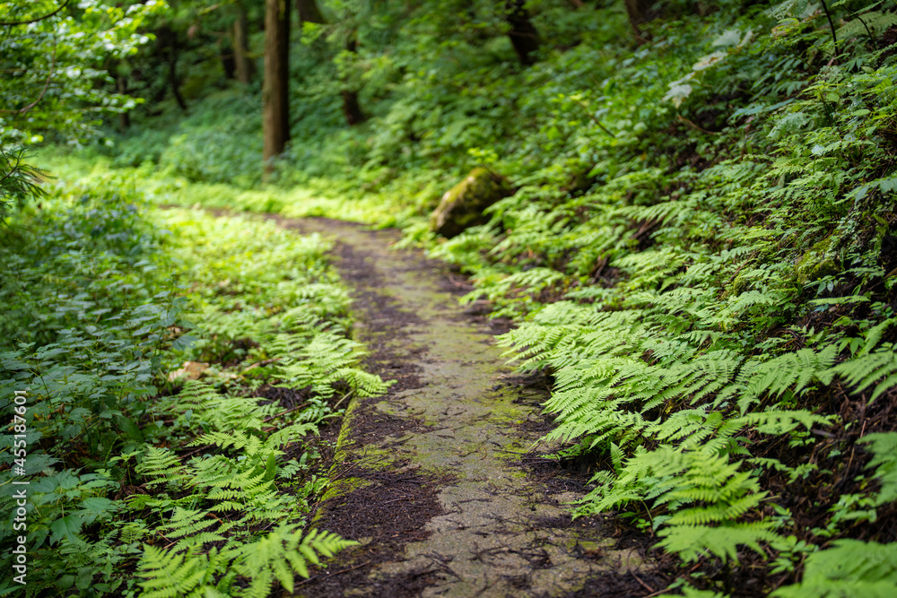 富山県富山市の立山連峰、鍬崎山、大品山、瀬戸蔵山の登山道の風景 A view of the trails in the Tateyama Mountain Range, Mt. Kuwasaki, Mt. Oshina, Mt. Setokura, Toyama city, Toyama prefecture. 富山県富山市の立山連峰、鍬崎山、大品山、瀬戸蔵山の登山道の風景 A view of the trails in the Tateyama Mountain Range, Mt. Kuwasaki, Mt. Oshina, Mt. Setokura, Toyama city, Toyama prefecture.