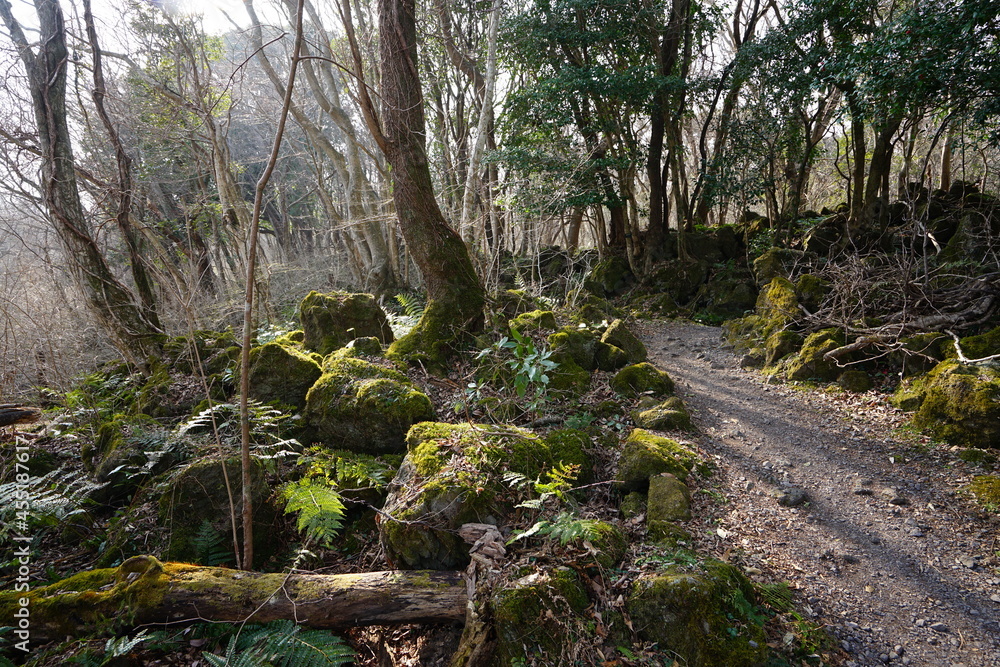 bare trees and mossy rocks in autumn forest bare trees and mossy rocks in autumn forest