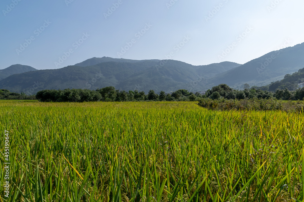 Autumn is coming. The golden rice under the blue sky is very beautiful Autumn is coming. The golden rice under the blue sky is very beautiful